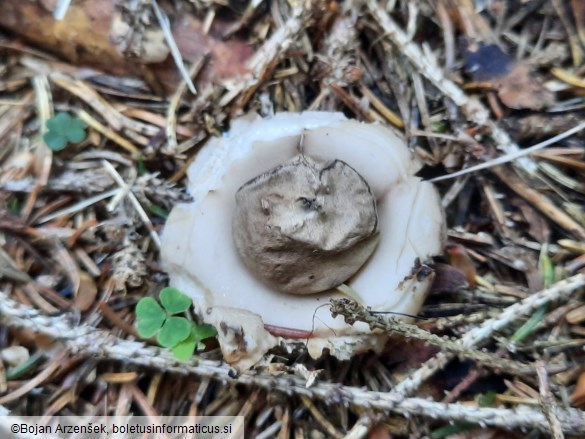 Geastrum fimbriatum