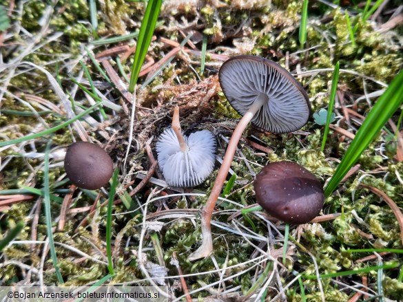 Strobilurus esculentus