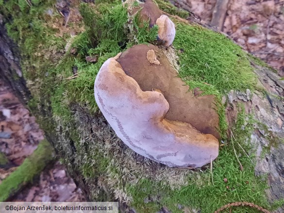 Fomitiporia robusta