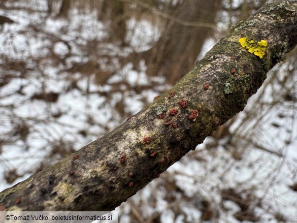 Thyronectria aurigera