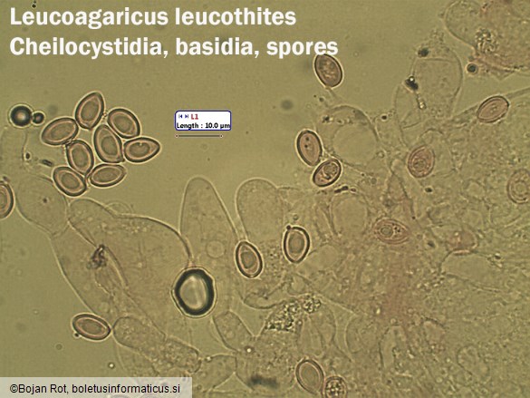 Leucoagaricus leucothites