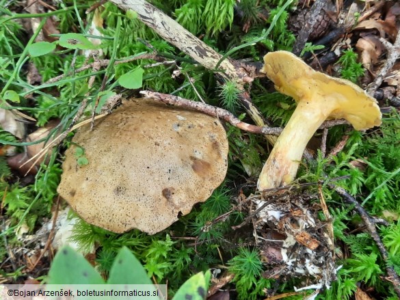 Suillus variegatus