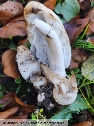 Coprinus comatus