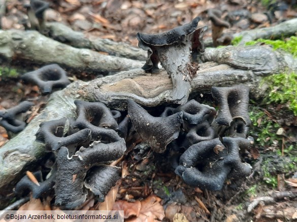 Craterellus cornucopioides