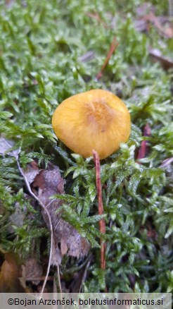 Pluteus leoninus