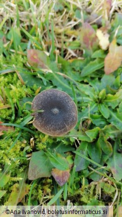 Entoloma chalybaeum