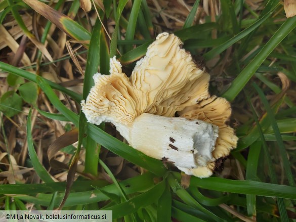 Russula adulterina