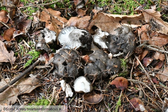 Hygrophorus marzuolus