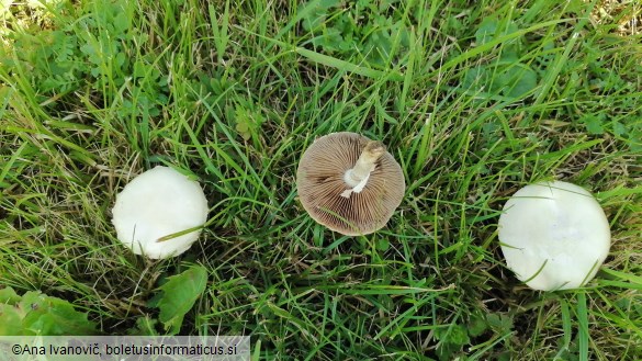 Agrocybe dura