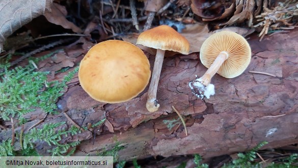 Gymnopilus penetrans