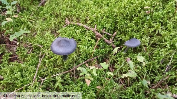 Entoloma nitidum