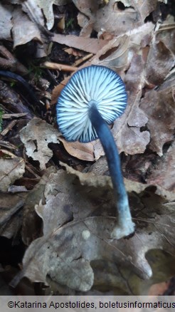 Entoloma corvinum