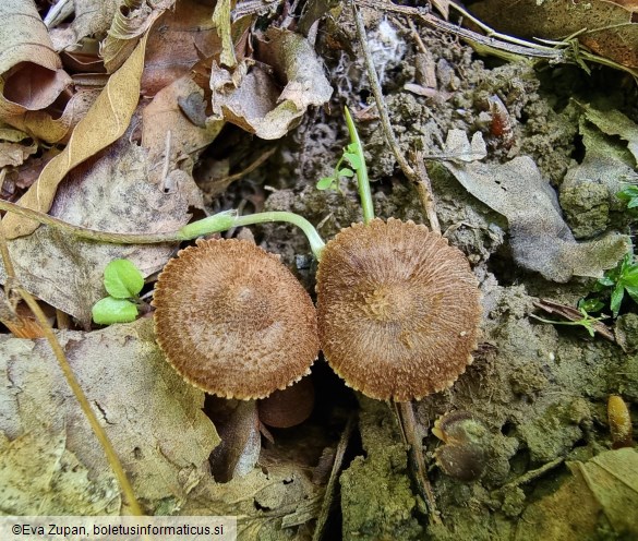 Inocybe calospora