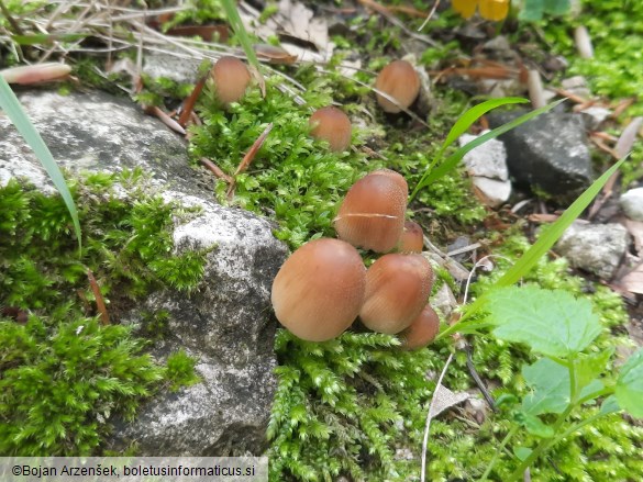 Coprinellus micaceus