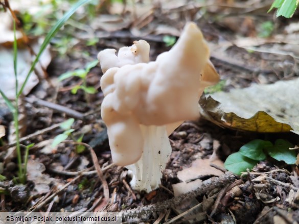 Helvella crispa