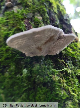 Daedaleopsis confragosa