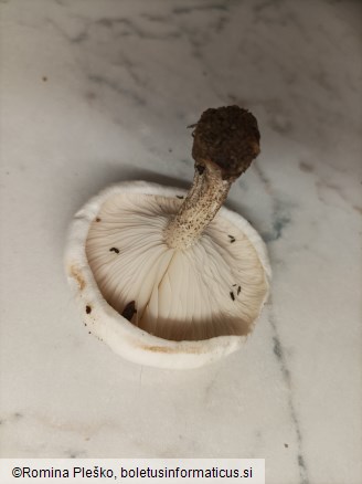 Melanoleuca verrucipes