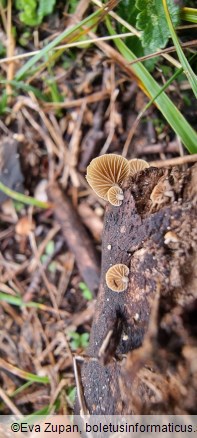 Simocybe haustellaris