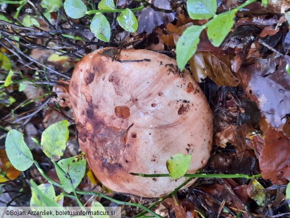 Tricholoma colossus