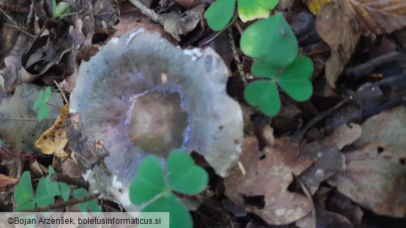 Russula cyanoxantha