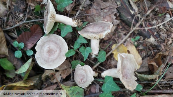 Lactarius circellatus