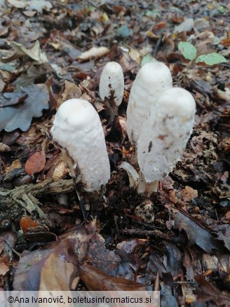 Coprinus comatus