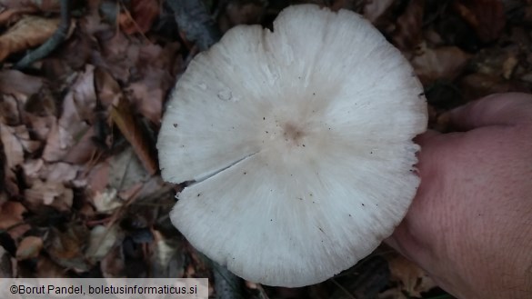 Megacollybia platyphylla