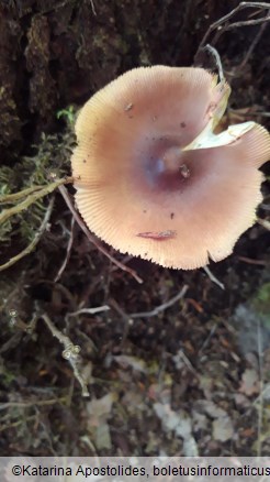 Amanita fulva