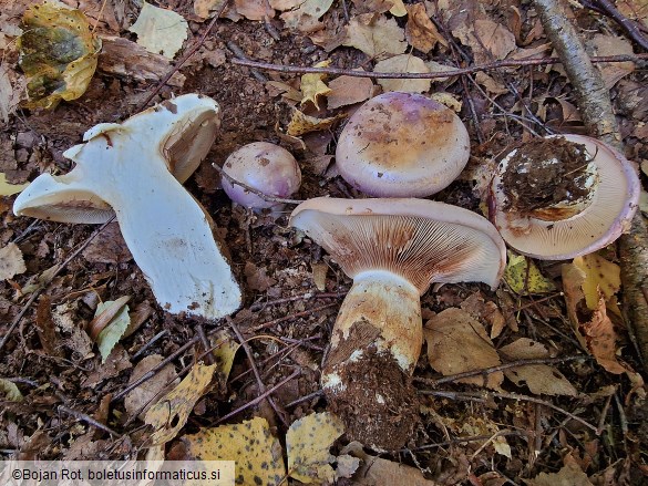 Phlegmacium balteatocumatile