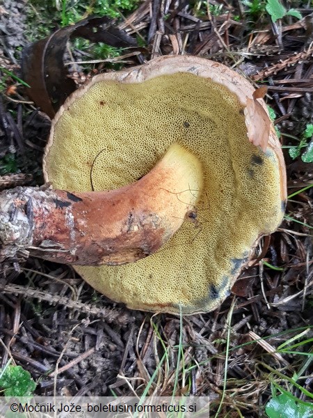 Cyanoboletus pulverulentus