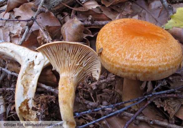 Lactarius porniniae