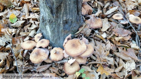 Armillaria ostoyae