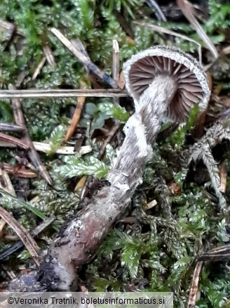 Cortinarius flexipes