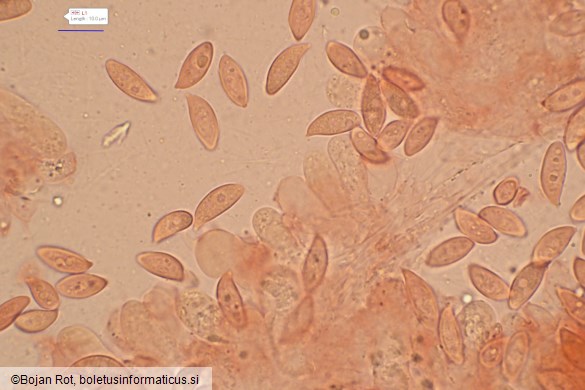 Lepiota oreadiformis