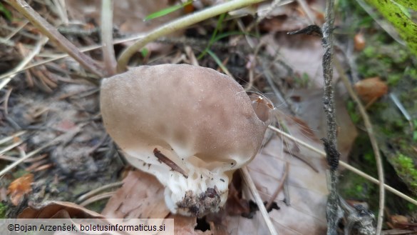 Helvella acetabulum