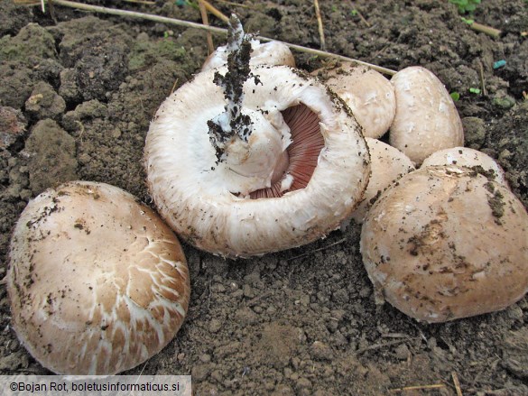 Agaricus bisporus