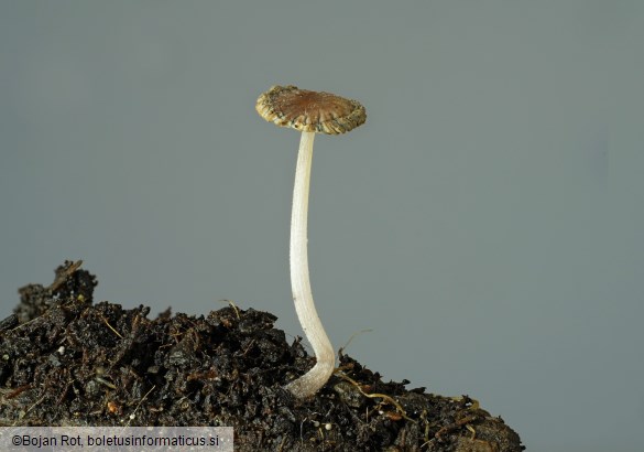 Ephemerocybe marculenta