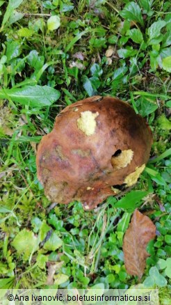 Boletus queletii