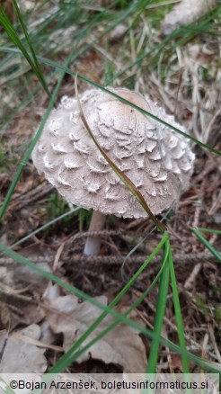 Chlorophyllum olivieri