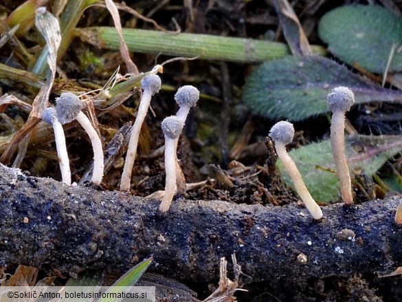 Roesleria subterranea