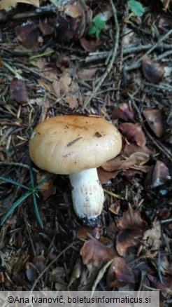 Russula grata