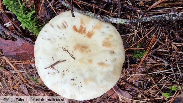 Amanita citrina