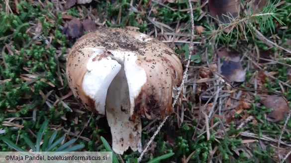 Russula foetens