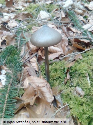 Entoloma hirtipes