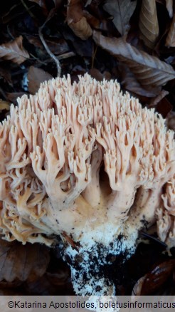 Ramaria formosa