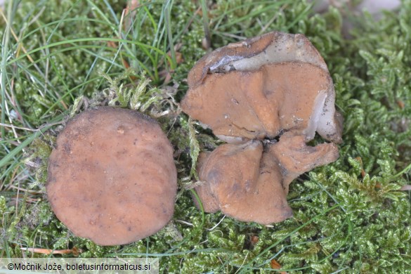 Gyromitra leucoxantha