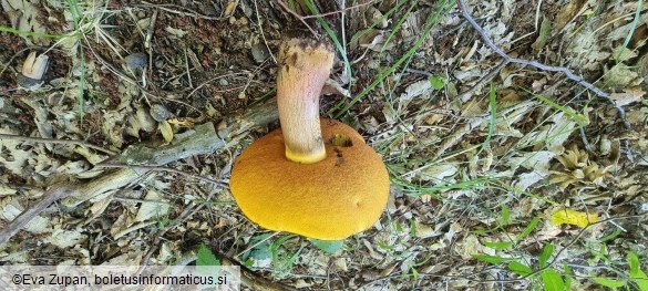 Neoboletus xanthopus