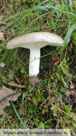 Russula heterophylla