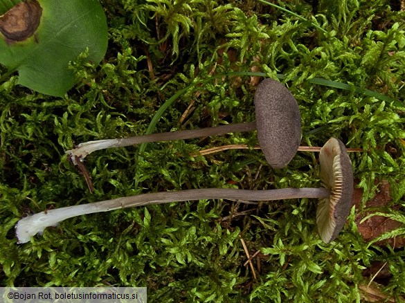 Entoloma violaceoserrulatum