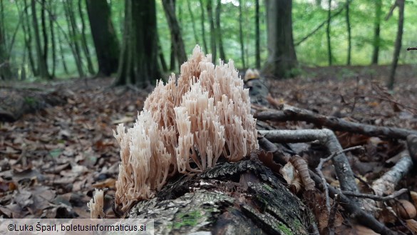 Artomyces pyxidatus